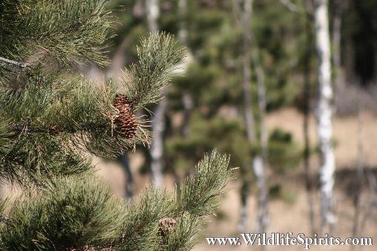 Click Picture to send as an  E-PostCard 57k 550x367